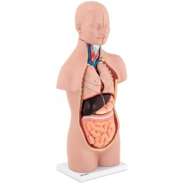 Model anatomiczny 3D tułowia człowieka z wyjmowanymi organami